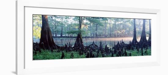 Usa, Florida, Cypress Swamp-null-Framed Photographic Print