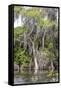 Usa, Florida. Cypress trees around Lochloosa Lake-Hollice Looney-Framed Stretched Canvas