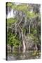 Usa, Florida. Cypress trees around Lochloosa Lake-Hollice Looney-Stretched Canvas