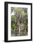 Usa, Florida. Cypress trees around Lochloosa Lake-Hollice Looney-Framed Photographic Print