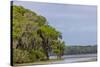 Usa, Florida. Cypress trees around Lochloosa Lake-Hollice Looney-Stretched Canvas