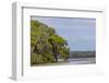 Usa, Florida. Cypress trees around Lochloosa Lake-Hollice Looney-Framed Photographic Print