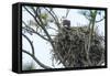 USA, Florida, Daytona, Bald Eagle on Nest-Jim Engelbrecht-Framed Stretched Canvas