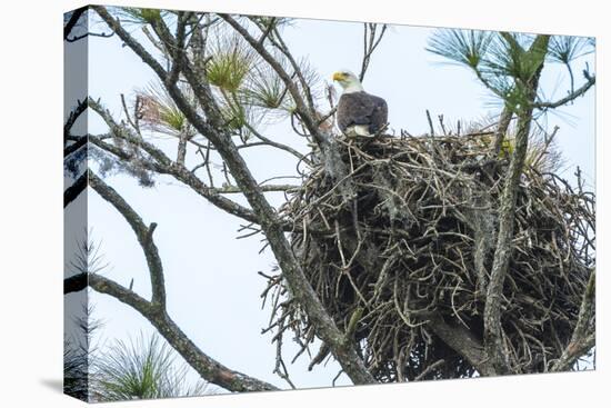 USA, Florida, Daytona, Bald Eagle on Nest-Jim Engelbrecht-Stretched Canvas