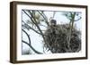 USA, Florida, Daytona, Bald Eagle on Nest-Jim Engelbrecht-Framed Photographic Print