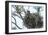 USA, Florida, Daytona, Bald Eagle on Nest-Jim Engelbrecht-Framed Photographic Print