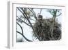 USA, Florida, Daytona, Bald Eagle on Nest-Jim Engelbrecht-Framed Photographic Print