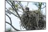 USA, Florida, Daytona, Bald Eagle on Nest-Jim Engelbrecht-Mounted Photographic Print