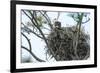 USA, Florida, Daytona, Bald Eagle on Nest-Jim Engelbrecht-Framed Photographic Print