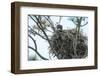 USA, Florida, Daytona, Bald Eagle on Nest-Jim Engelbrecht-Framed Photographic Print