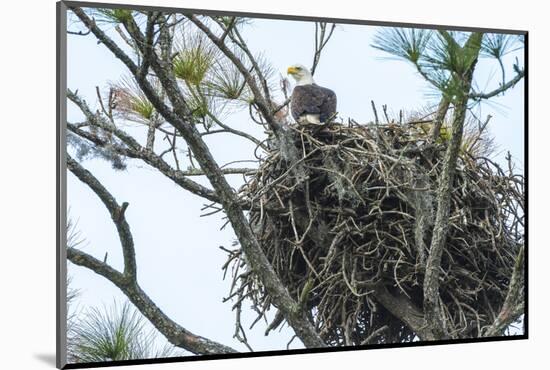 USA, Florida, Daytona, Bald Eagle on Nest-Jim Engelbrecht-Mounted Photographic Print