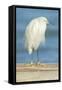 USA, Florida, Daytona Beach, Snowy Egret-Jim Engelbrecht-Framed Stretched Canvas