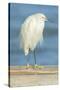 USA, Florida, Daytona Beach, Snowy Egret-Jim Engelbrecht-Stretched Canvas