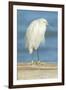 USA, Florida, Daytona Beach, Snowy Egret-Jim Engelbrecht-Framed Premium Photographic Print