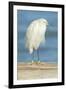 USA, Florida, Daytona Beach, Snowy Egret-Jim Engelbrecht-Framed Premium Photographic Print