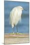 USA, Florida, Daytona Beach, Snowy Egret-Jim Engelbrecht-Mounted Premium Photographic Print