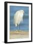 USA, Florida, Daytona Beach, Snowy Egret-Jim Engelbrecht-Framed Photographic Print