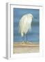 USA, Florida, Daytona Beach, Snowy Egret-Jim Engelbrecht-Framed Photographic Print