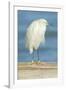 USA, Florida, Daytona Beach, Snowy Egret-Jim Engelbrecht-Framed Photographic Print