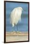 USA, Florida, Daytona Beach, Snowy Egret-Jim Engelbrecht-Framed Photographic Print