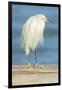 USA, Florida, Daytona Beach, Snowy Egret-Jim Engelbrecht-Framed Photographic Print