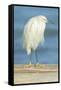 USA, Florida, Daytona Beach, Snowy Egret-Jim Engelbrecht-Framed Stretched Canvas