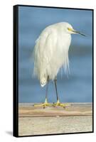 USA, Florida, Daytona Beach, Snowy Egret-Jim Engelbrecht-Framed Stretched Canvas