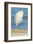 USA, Florida, Daytona Beach, Snowy Egret-Jim Engelbrecht-Framed Photographic Print