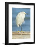 USA, Florida, Daytona Beach, Snowy Egret-Jim Engelbrecht-Framed Photographic Print