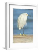 USA, Florida, Daytona Beach, Snowy Egret-Jim Engelbrecht-Framed Photographic Print