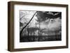 USA, Florida, Dead Mangroves-Connie Bransilver-Framed Photographic Print