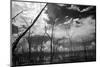 USA, Florida, Dead Mangroves-Connie Bransilver-Mounted Photographic Print