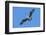 USA, Florida, Edgewater, Osprey flying with fish-Jim Engelbrecht-Framed Photographic Print