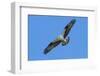 USA, Florida, Edgewater, Osprey flying with fish-Jim Engelbrecht-Framed Photographic Print