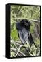 USA, Florida, Everglades National Park. A preening anhinga.-Wendy Kaveney-Framed Stretched Canvas