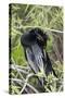 USA, Florida, Everglades National Park. A preening anhinga.-Wendy Kaveney-Stretched Canvas