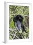 USA, Florida, Everglades National Park. A preening anhinga.-Wendy Kaveney-Framed Photographic Print