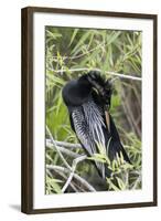 USA, Florida, Everglades National Park. A preening anhinga.-Wendy Kaveney-Framed Photographic Print