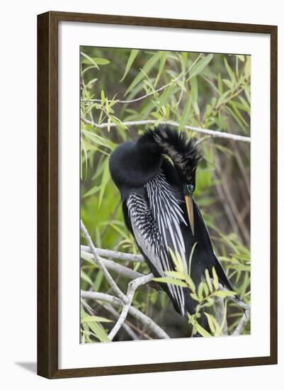 USA, Florida, Everglades National Park. A preening anhinga.-Wendy Kaveney-Framed Photographic Print