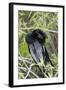 USA, Florida, Everglades National Park. A preening anhinga.-Wendy Kaveney-Framed Photographic Print