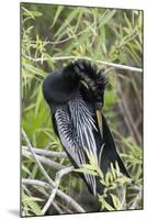 USA, Florida, Everglades National Park. A preening anhinga.-Wendy Kaveney-Mounted Photographic Print