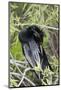 USA, Florida, Everglades National Park. A preening anhinga.-Wendy Kaveney-Mounted Photographic Print