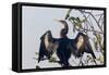 USA, Florida, Everglades NP. An anhinga in tree drying its feathers.-Wendy Kaveney-Framed Stretched Canvas