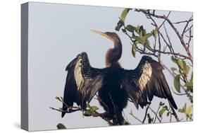 USA, Florida, Everglades NP. An anhinga in tree drying its feathers.-Wendy Kaveney-Stretched Canvas