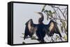 USA, Florida, Everglades NP. An anhinga in tree drying its feathers.-Wendy Kaveney-Framed Stretched Canvas