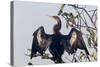 USA, Florida, Everglades NP. An anhinga in tree drying its feathers.-Wendy Kaveney-Stretched Canvas