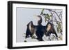 USA, Florida, Everglades NP. An anhinga in tree drying its feathers.-Wendy Kaveney-Framed Photographic Print