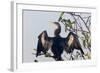 USA, Florida, Everglades NP. An anhinga in tree drying its feathers.-Wendy Kaveney-Framed Photographic Print