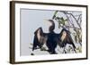 USA, Florida, Everglades NP. An anhinga in tree drying its feathers.-Wendy Kaveney-Framed Photographic Print