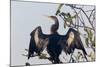 USA, Florida, Everglades NP. An anhinga in tree drying its feathers.-Wendy Kaveney-Mounted Photographic Print